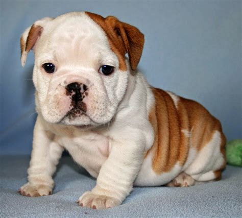 baby bulldog 5th leg.